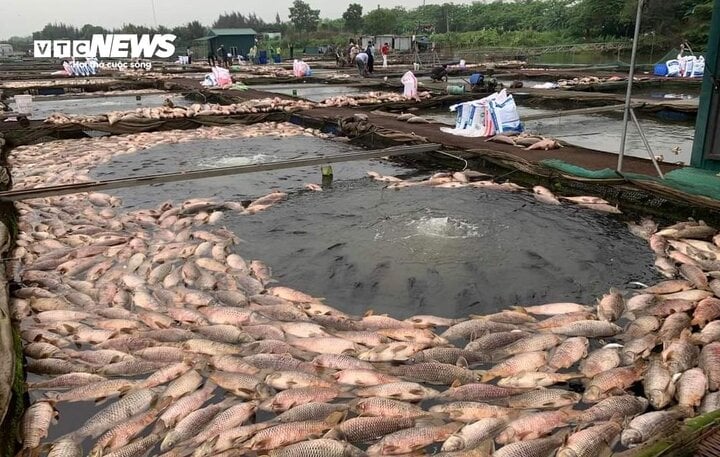 Hàng trăm tấn cá chết ở Hải Dương: Nông dân bật khóc, xót xa tiền tỷ trôi sông- Ảnh 1.