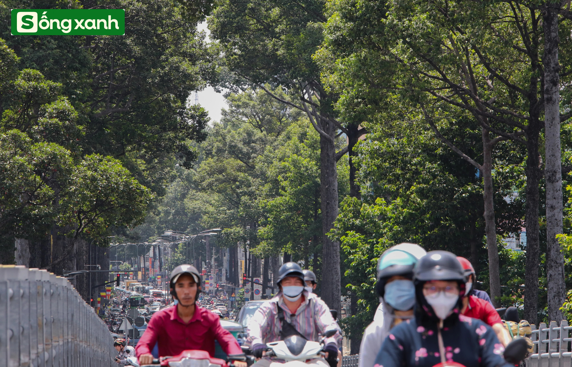 Những 'khu rừng' xanh mát quý như ngọc ở thành phố giàu có và đông dân nhất Việt Nam- Ảnh 13.