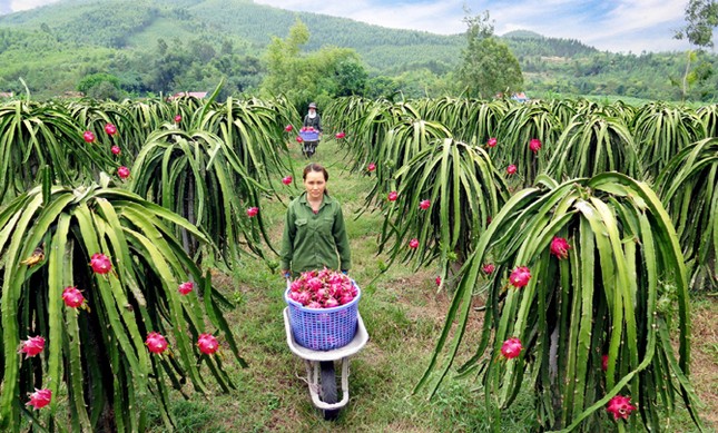 Châu Âu cảnh báo quan trọng về thanh long, đậu bắp Việt Nam- Ảnh 1.