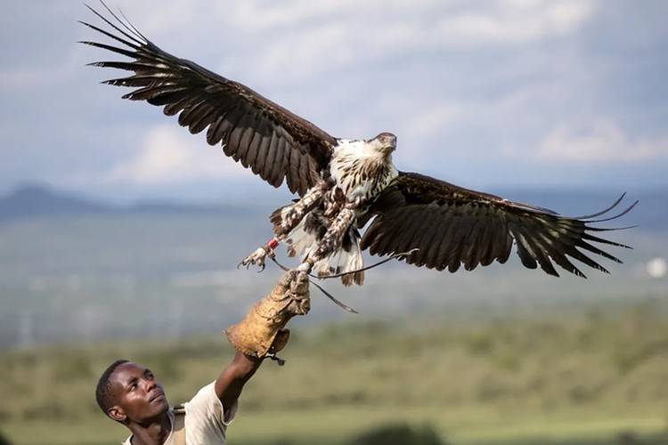 Chùm ảnh nỗ lực cứu chim săn mồi khỏi nguy cơ tuyệt chủng- Ảnh 1.