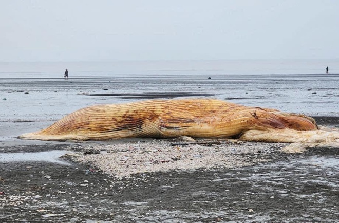 Nghệ An: Một phần xác cá voi lớn dạt vào bờ biển- Ảnh 2.