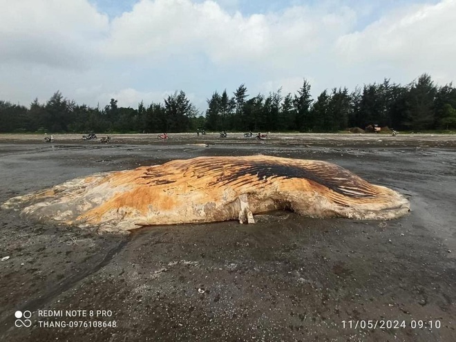 Nghệ An: Một phần xác cá voi lớn dạt vào bờ biển- Ảnh 1.