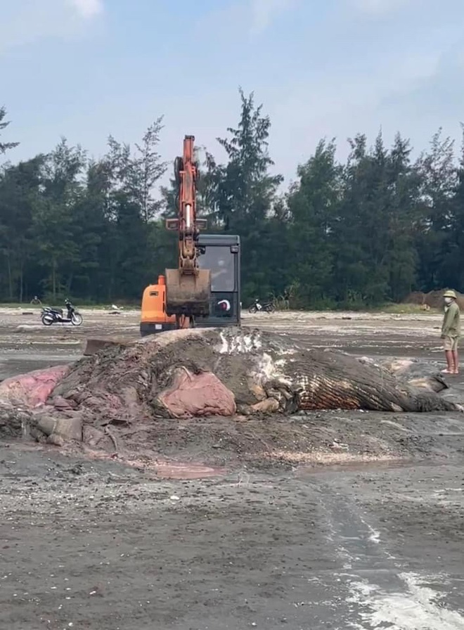 Nghệ An: Một phần xác cá voi lớn dạt vào bờ biển- Ảnh 3.