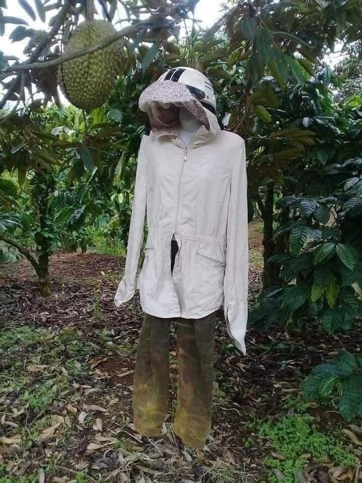 1001 cách người nông dân bảo vệ những trái sầu riêng khỏi kẻ trộm, 
