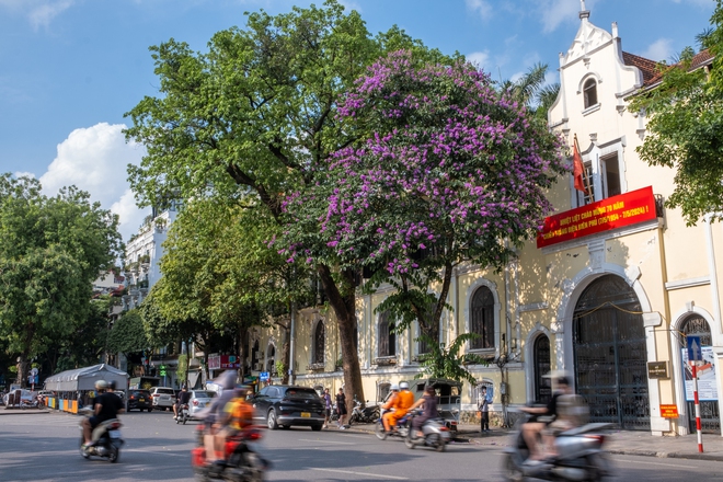 Từ đường phố Hà Nội tới MXH đều ngập sắc tím bằng lăng: Năm nào cũng nở nhưng năm nay bỗng phủ sóng khắp mọi mặt trận- Ảnh 3.