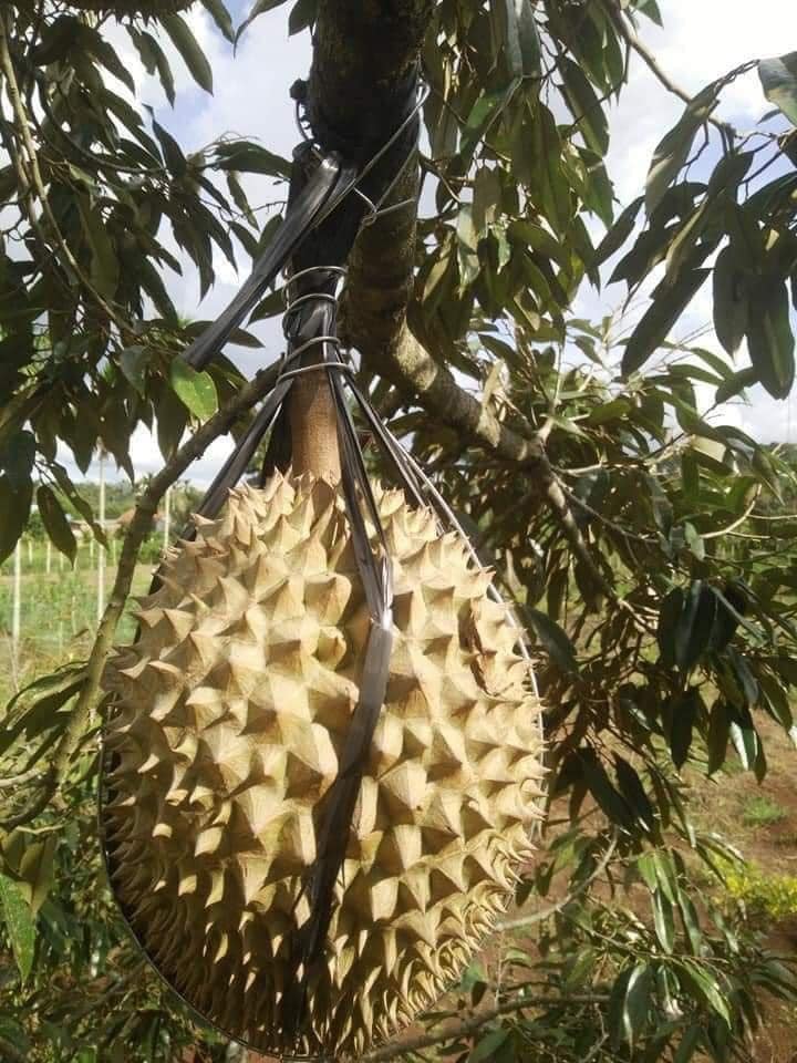 1001 cách người nông dân bảo vệ những trái sầu riêng khỏi kẻ trộm, 
