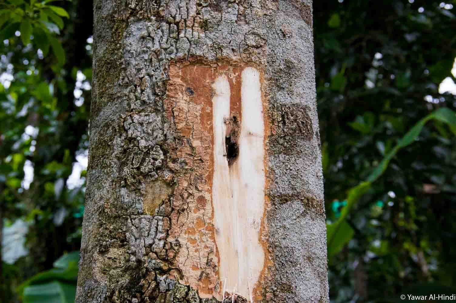 Loại “gỗ của thần” có giá hơn 2 tỉ/kg vẫn khiến cả thế giới săn lùng: Báo Malaysia thán phục người Việt Nam vì nghĩ ra cách sản xuất độc nhất- Ảnh 1.