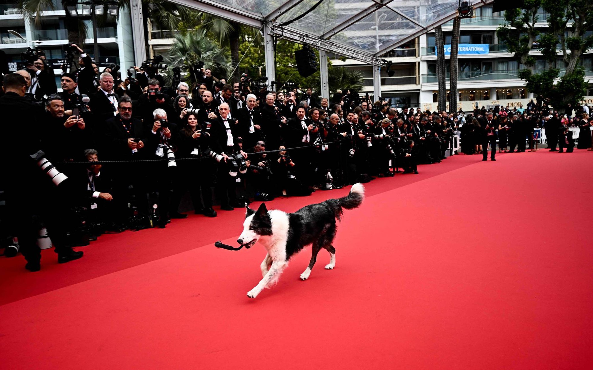 Ngôi sao đầu tiên bước lên thảm đỏ Cannes 2024 bằng bốn chân- Ảnh 3.