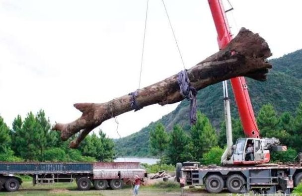 Cây gỗ dài 22m, nặng 60 tấn được phát hiện dưới sông: Giá trị ước tính hơn 10 tỷ đồng khiến cảnh sát phải phong tỏa hiện trường, máy xúc mất 2 ngày mới trục vớt được- Ảnh 2.