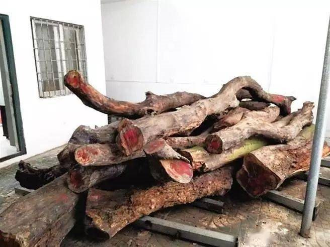 Hai cây gỗ được bán với giá 50 tỷ đồng: Nhiều người bàng hoàng, tiếc nuối khi từng dùng báu vật để nhóm lò- Ảnh 1.