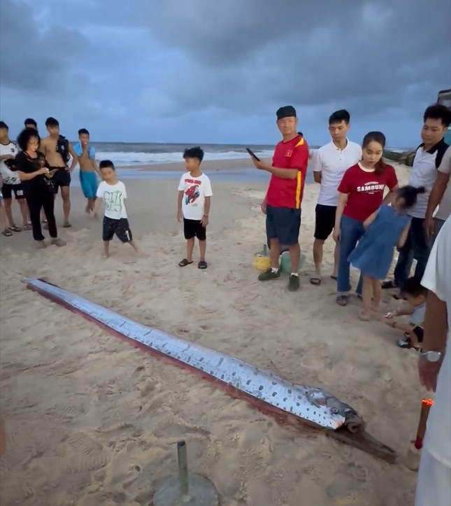 Phát hiện con cá màu bạc, hình thù lạ dài hơn 4 mét trôi dạt vào bờ biển ở Huế- Ảnh 1.