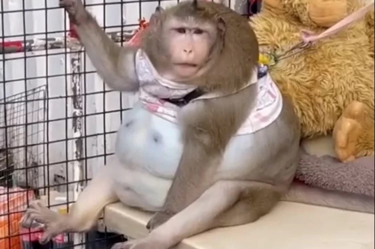 Chú khỉ béo nhất Thái Lan qua đời vì căn bệnh liên quan đến béo phì- Ảnh 1.