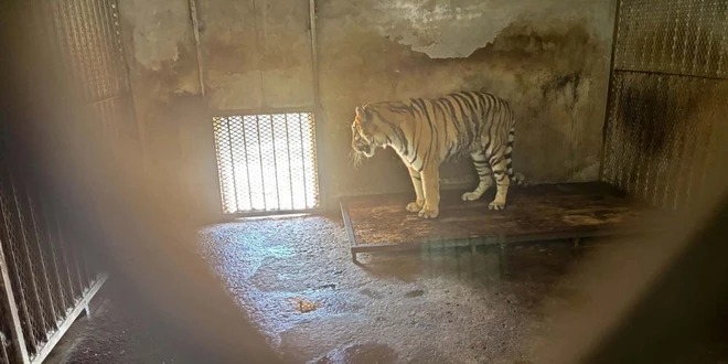 Sốc: 20 xác hổ trong tủ đông ở vườn thú Trung Quốc- Ảnh 2.
