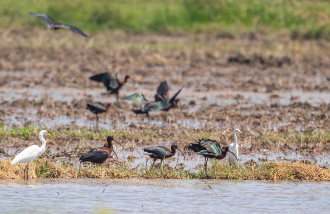 Phát hiện loài chim quắm đen quý hiếm lần đầu xuất hiện tại Thừa Thiên-Huế- Ảnh 1.