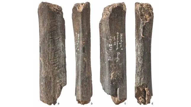 Bí ẩn tác phẩm nghệ thuật từ bộ xương gấu 130.000 năm tuổi- Ảnh 1.