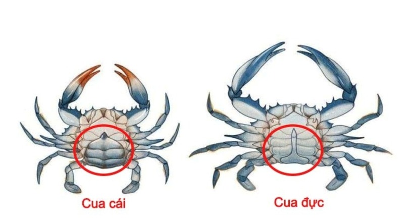 Cách phân biệt cua đực và cua cái đơn giản mà hiệu quả- Ảnh 2.