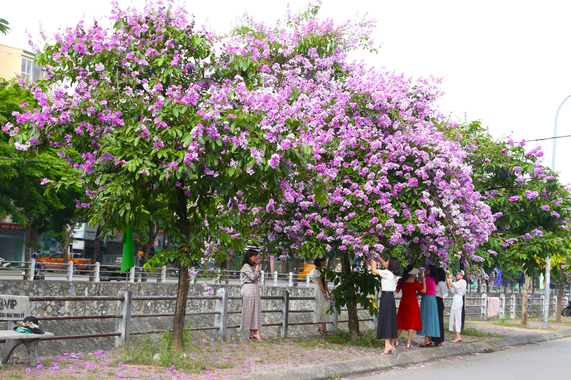 Thiếu nữ thành Vinh thả dáng bên con đường rực rỡ sắc tím- Ảnh 3.