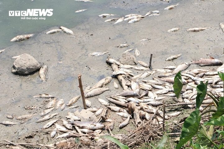 Hơn 100 tấn cá chết trắng lòng hồ Sông Mây, Đồng Nai- Ảnh 3.