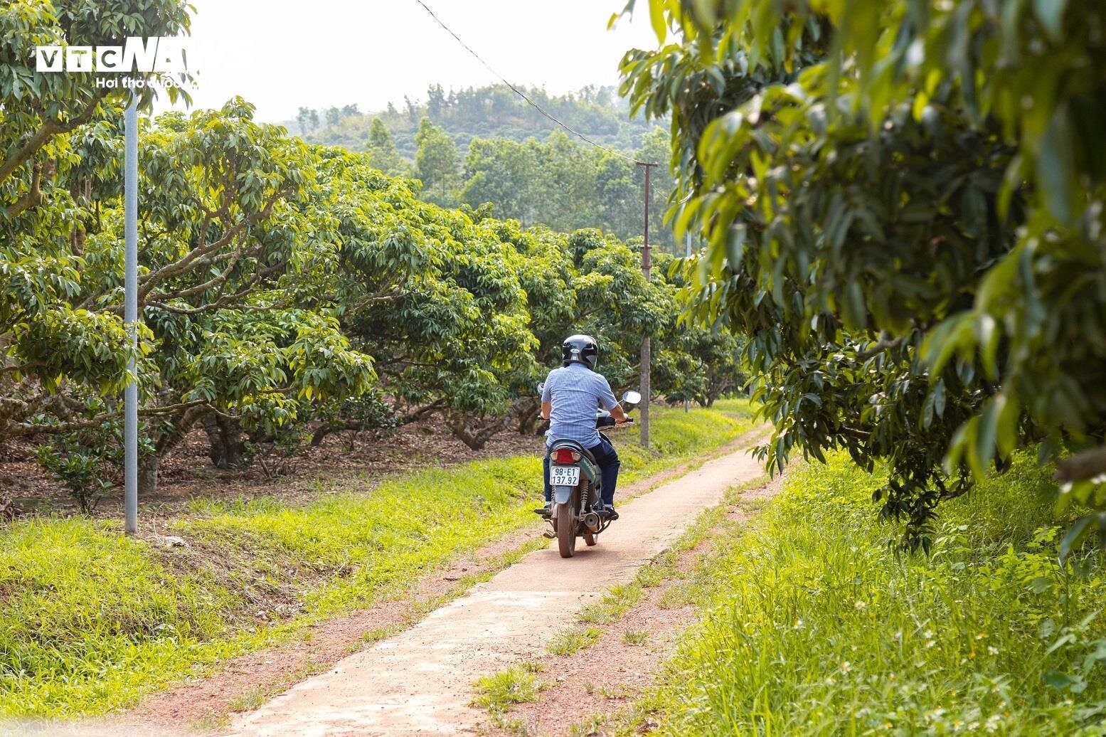 Mùa vải buồn ở Bắc Giang, mất nghìn tỷ đồng vì cây  ‘chột’ hoa- Ảnh 10.
