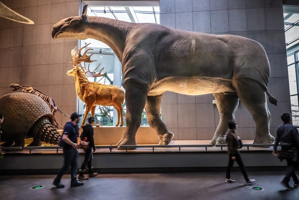 Động vật có vú trên cạn lớn nhất từng sống là Paraceratherium - Thực sự là nó lớn đến mức nào?- Ảnh 9.