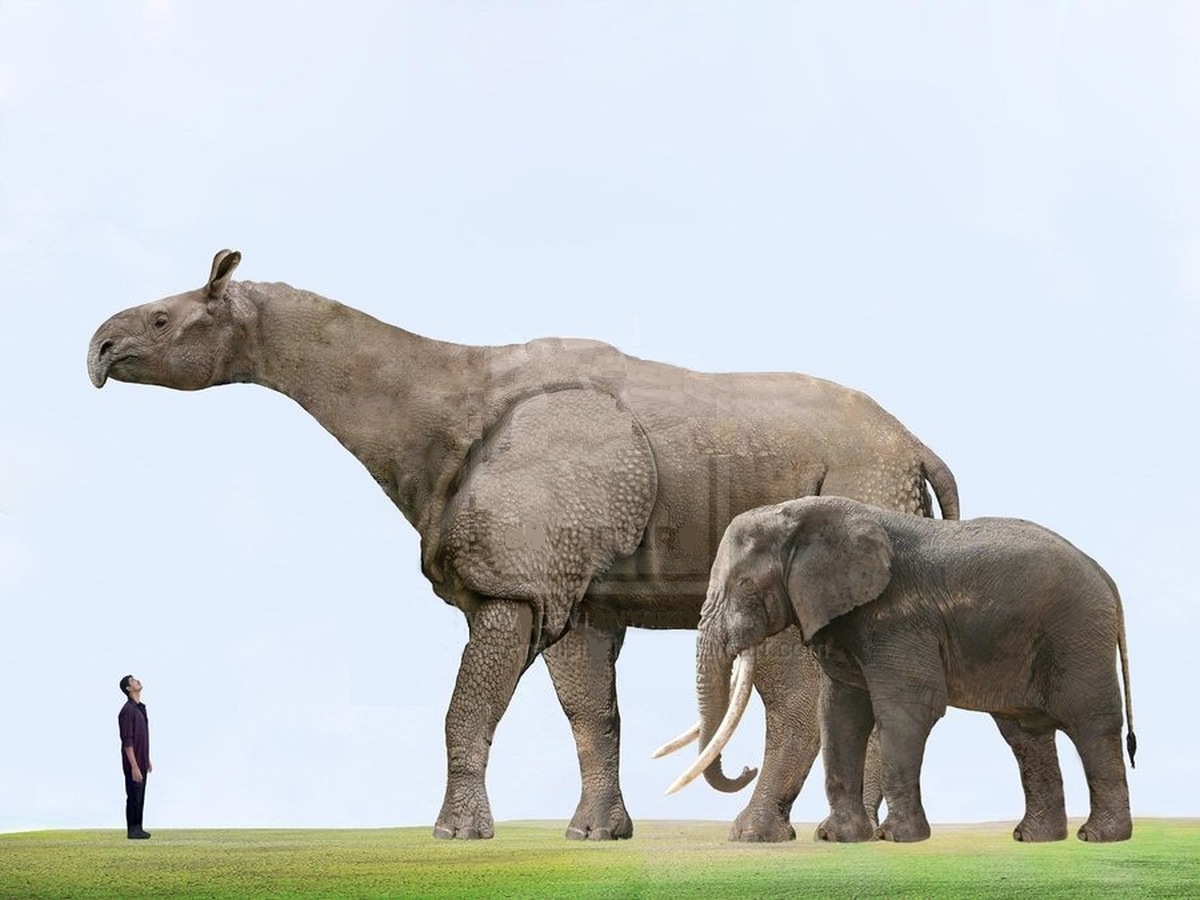 Động vật có vú trên cạn lớn nhất từng sống là Paraceratherium - Thực sự là nó lớn đến mức nào?- Ảnh 5.