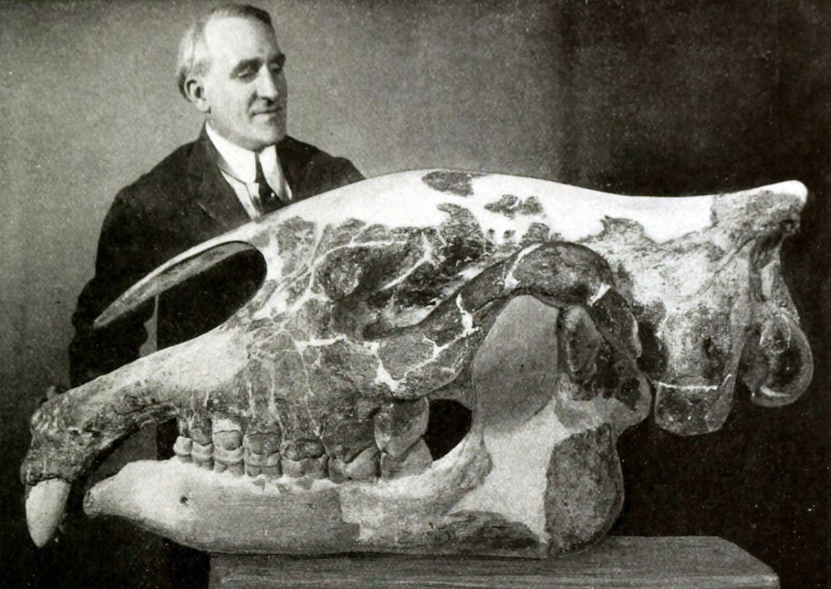Động vật có vú trên cạn lớn nhất từng sống là Paraceratherium - Thực sự là nó lớn đến mức nào?- Ảnh 2.