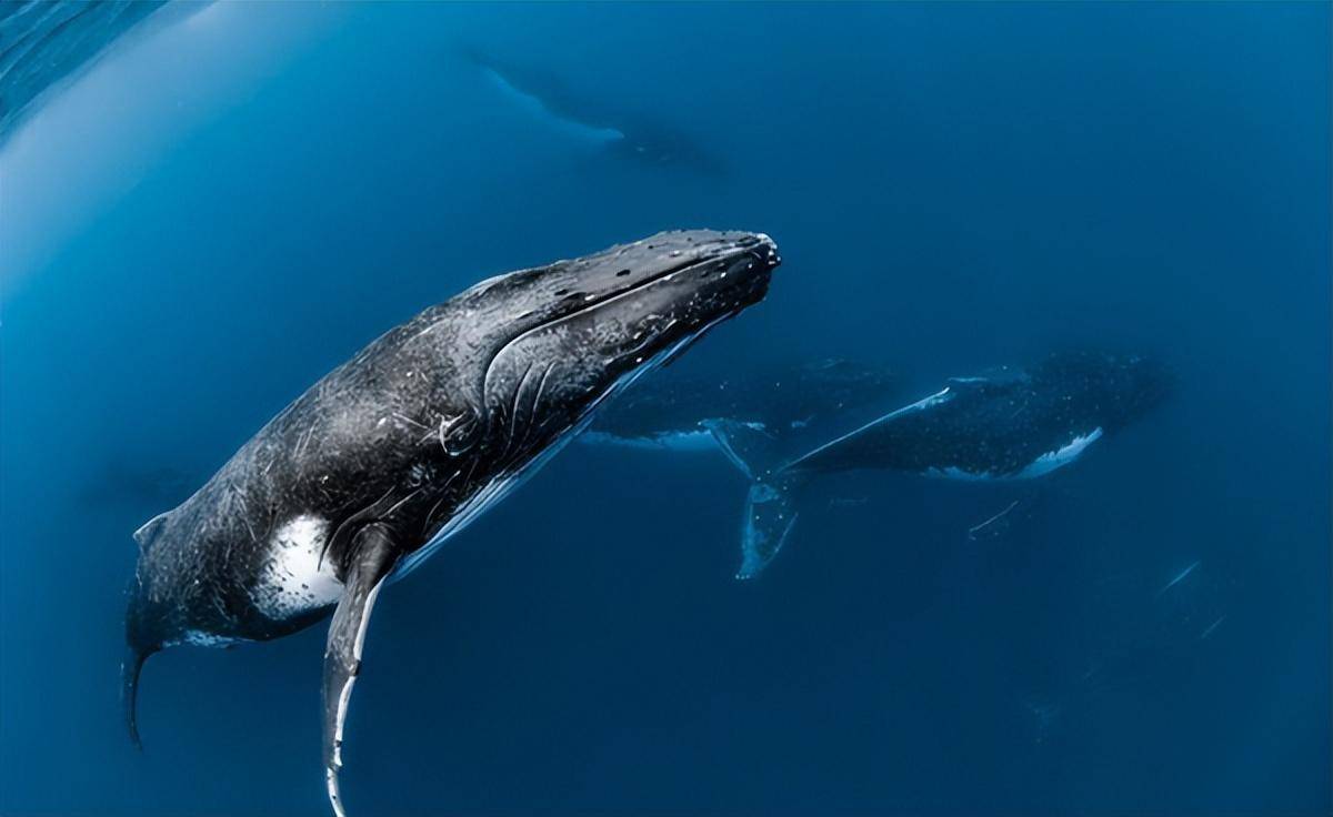 Vì sao cá voi có khả năng lặn sâu hơn tàu ngầm hạt nhân?- Ảnh 7.
