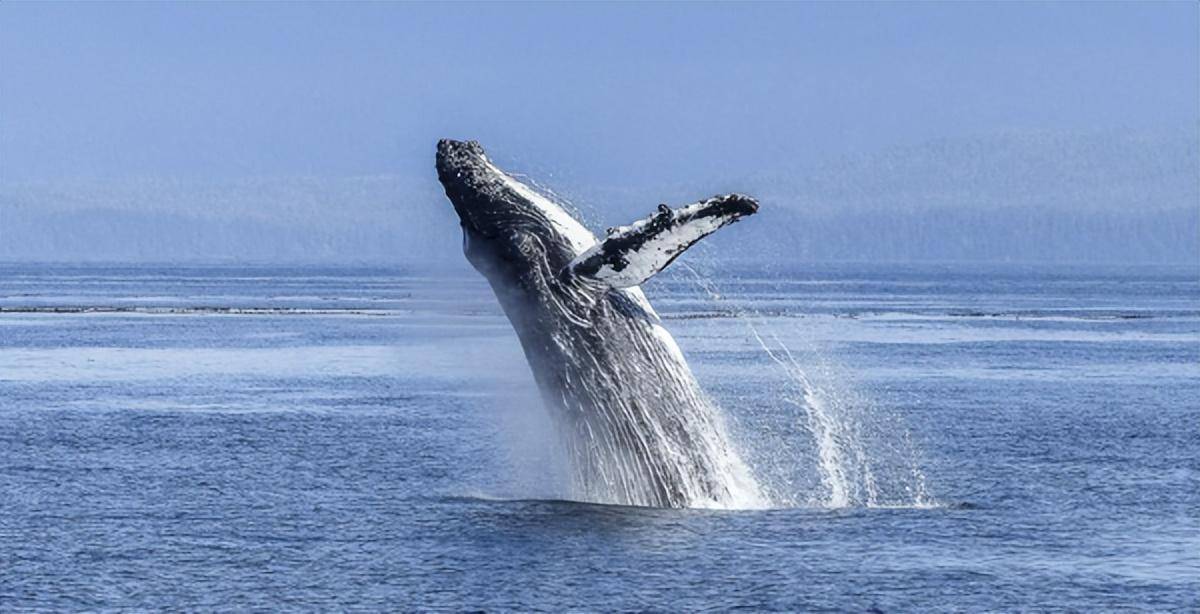 Vì sao cá voi có khả năng lặn sâu hơn tàu ngầm hạt nhân?- Ảnh 2.
