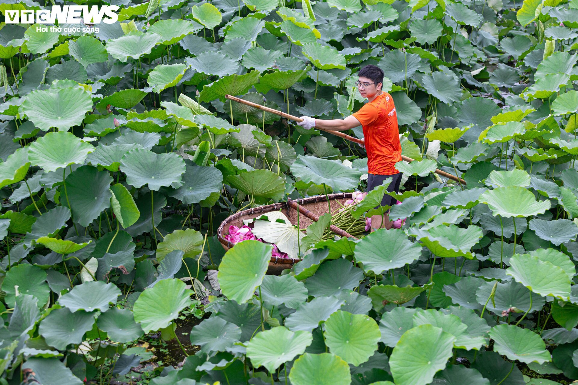 Cận cảnh quy trình ướp loại trà sen đắt đỏ nhất Hà thành, giá chục triệu đồng/kg- Ảnh 1.