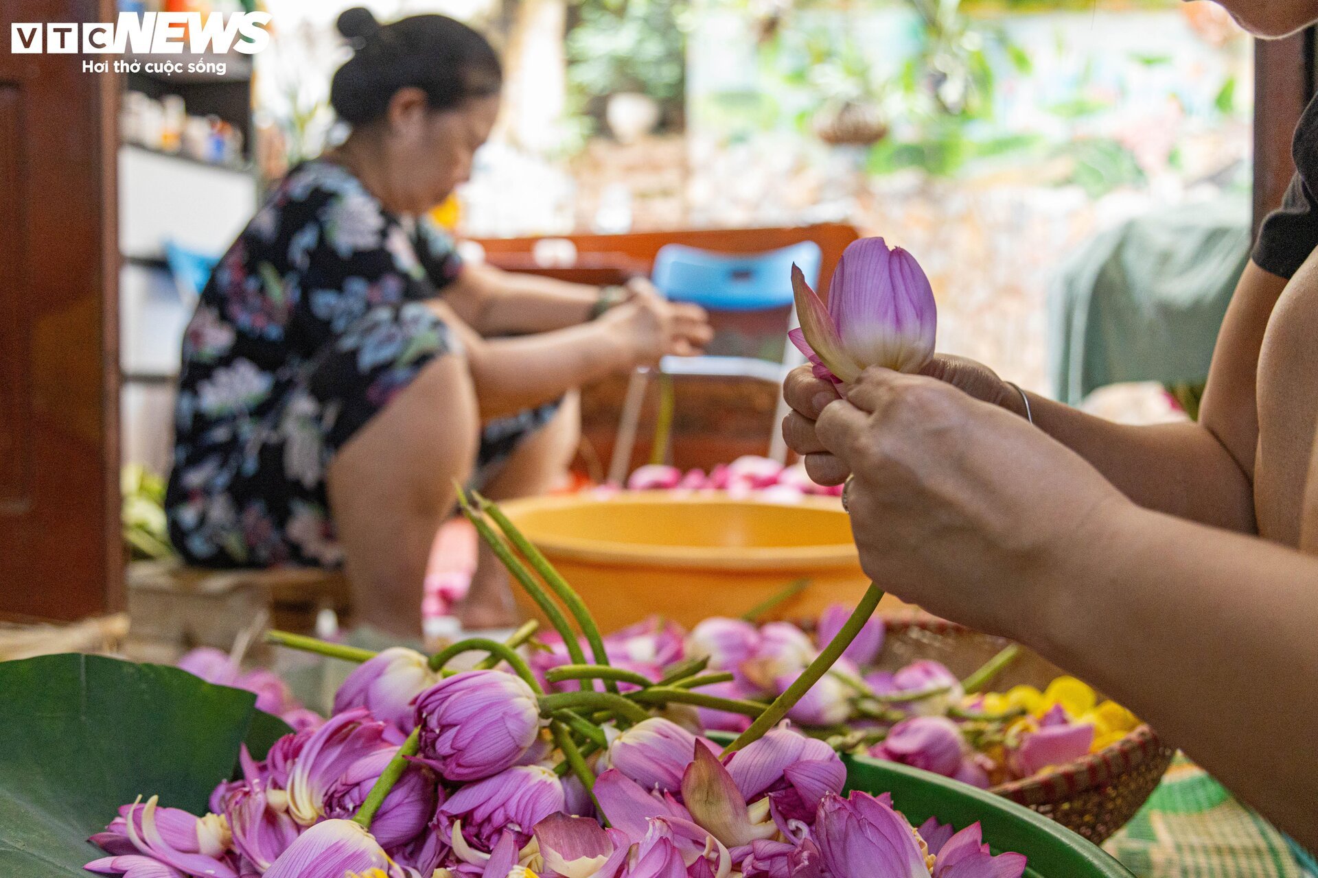 Cận cảnh quy trình ướp loại trà sen đắt đỏ nhất Hà thành, giá chục triệu đồng/kg- Ảnh 16.