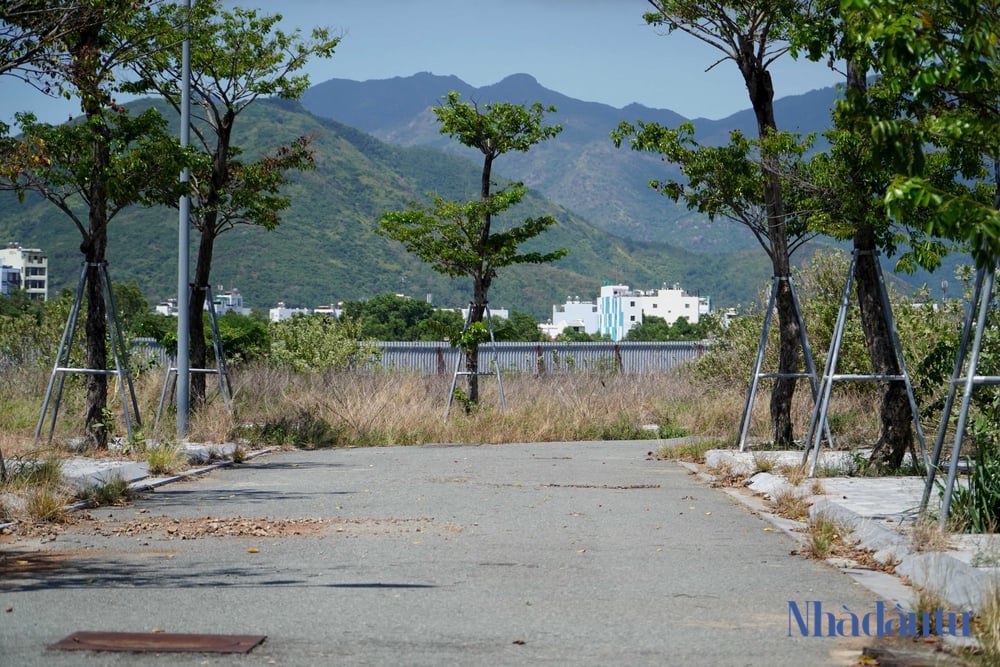 Cảnh hoang tàn khu đất sân bay Nha Trang đang bị Bộ Quốc phòng điều tra- Ảnh 7.