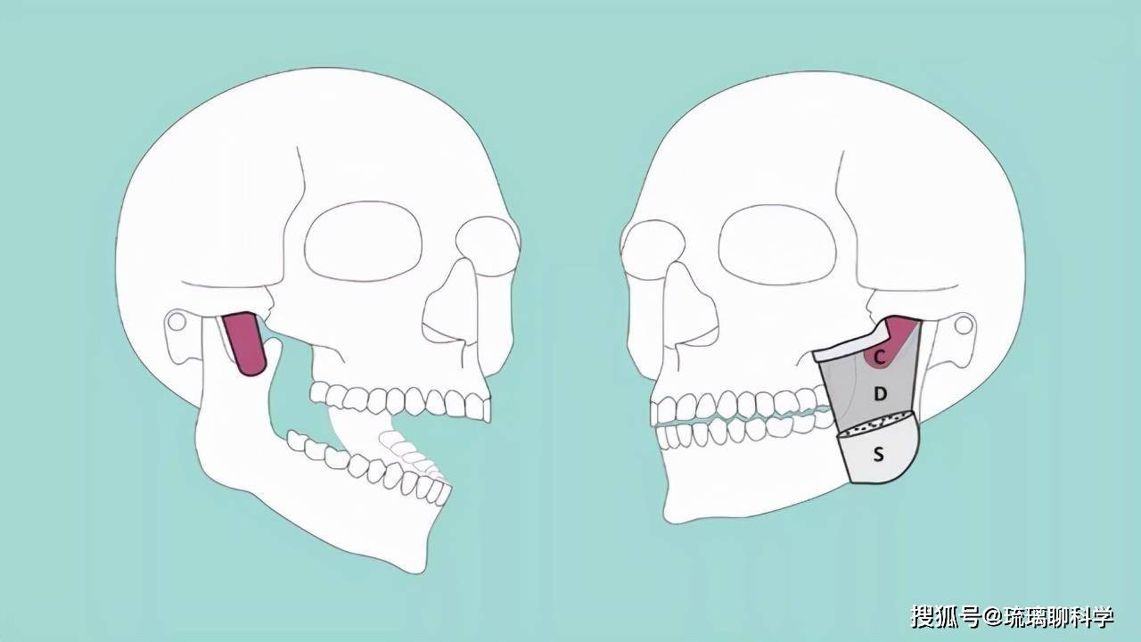 Các nhà khoa học đã phát hiện ra những bộ phận mới trên cơ thể con người: Con người quả thực vẫn đang tiến hóa!- Ảnh 7.