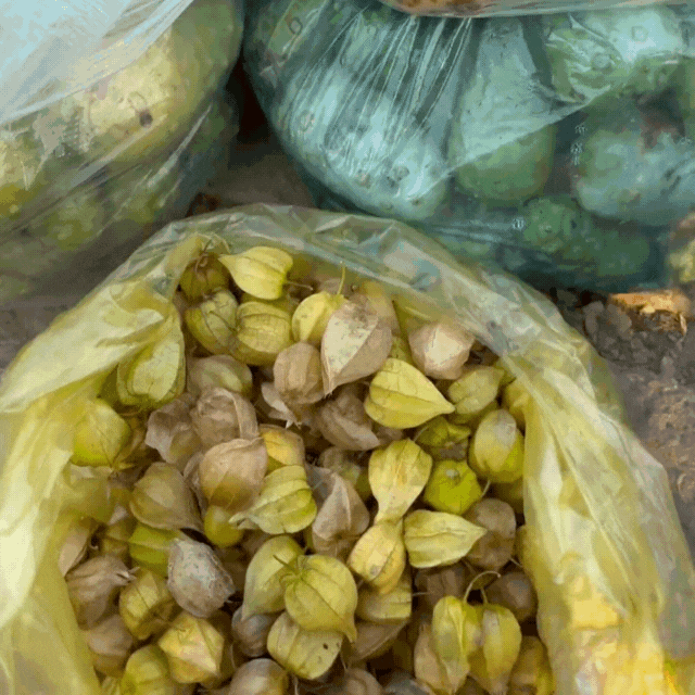 Theo chân Rảnh Thị đi chợ "chồm hổm" miền Tây: Có loại rau chỉ 5k/túi, đồ ăn tươi ngon ai nhìn cũng mê- Ảnh 8.