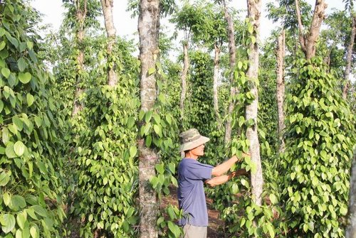 Vượt qua mọi đối thủ, một mặt hàng giúp Việt Nam 'làm trùm' tại Mỹ: Chiếm trọn 80% thị phần, thu về hơn 200 triệu USD từ đầu năm- Ảnh 1.