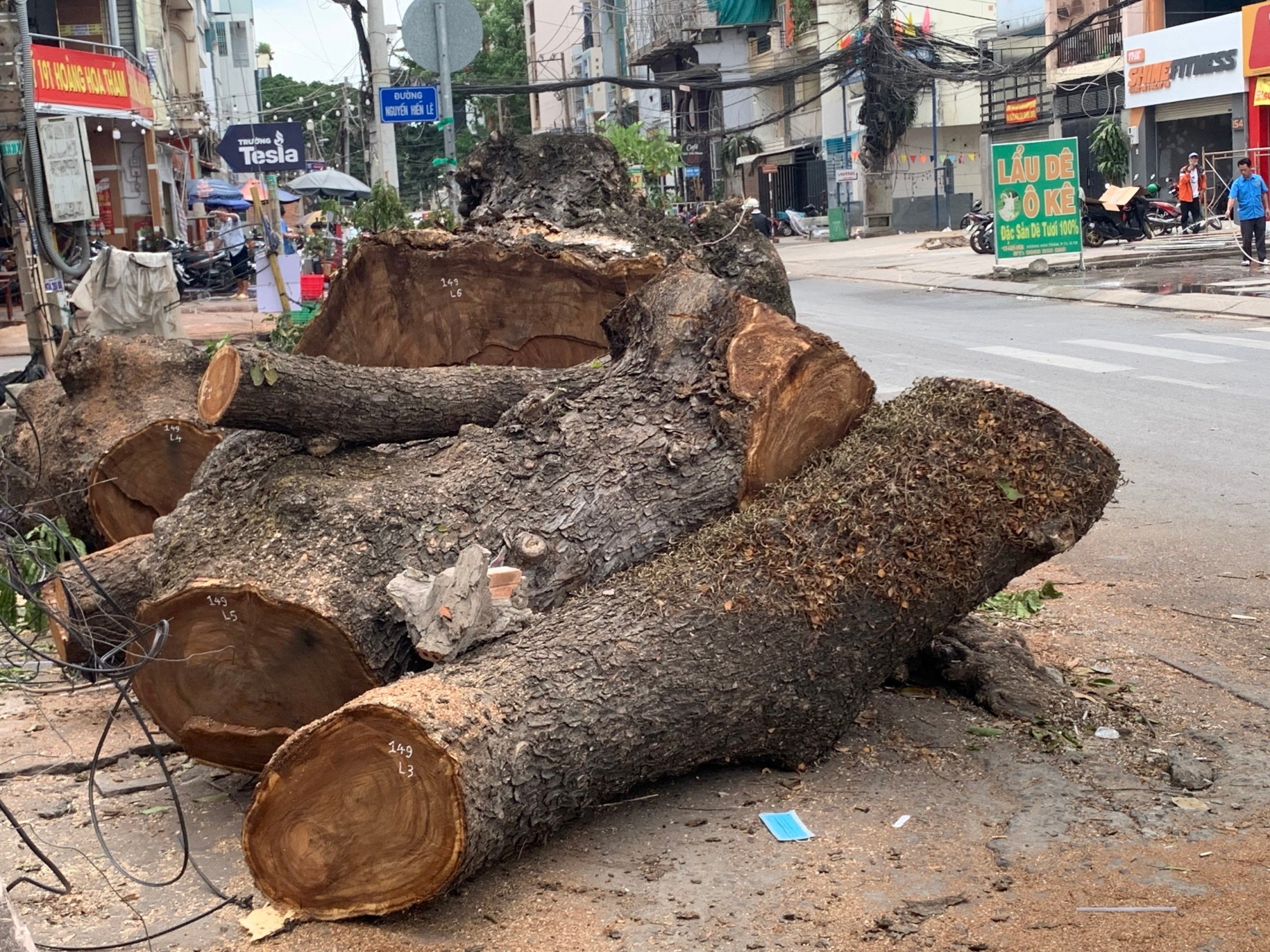 Đang dọn gần 100 cây xanh để mở rộng đường vào sân bay Tân Sơn Nhất- Ảnh 4.