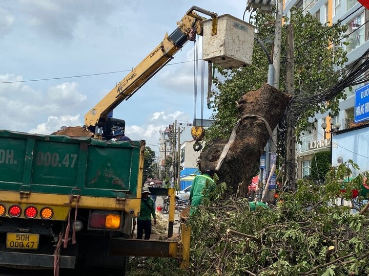 Đốn hạ cây me tây có đường kính gần 2m để mở rộng đường vào sân bay Tân Sơn Nhất- Ảnh 1.