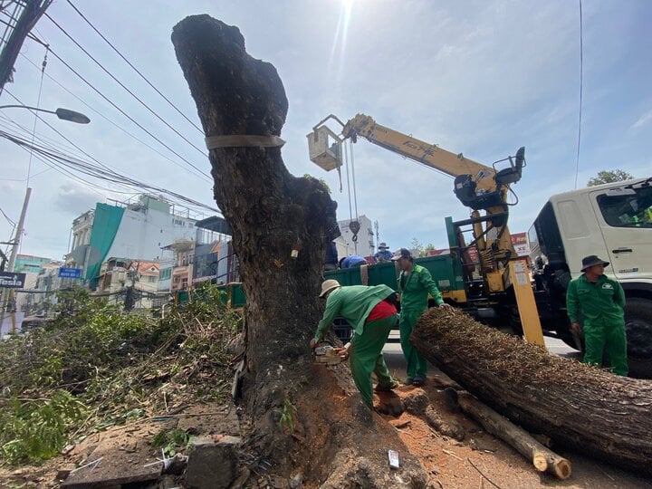 Đốn hạ cây me tây có đường kính gần 2m để mở rộng đường vào sân bay Tân Sơn Nhất- Ảnh 2.