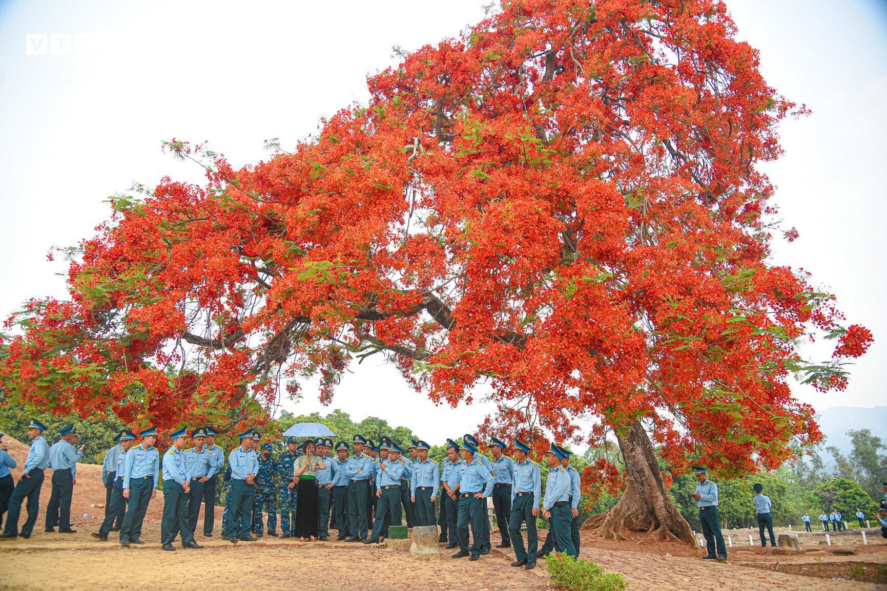 Sắc màu hoa phượng rực rỡ quanh đồi A1 ở Điện Biên- Ảnh 4.