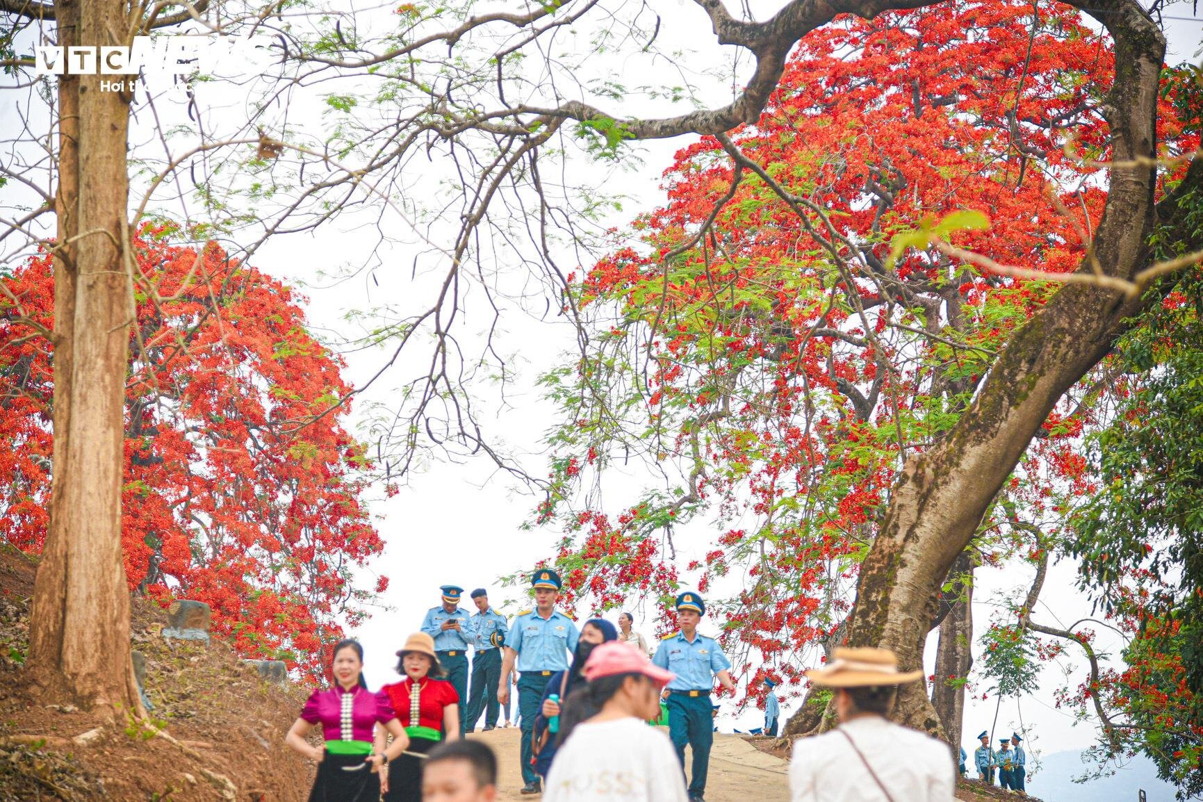 Sắc màu hoa phượng rực rỡ quanh đồi A1 ở Điện Biên- Ảnh 3.