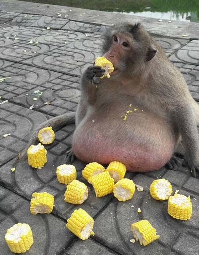 Những con vật &lsquo;đ&ocirc; con&rsquo; nhất thế giới- Ảnh 3.