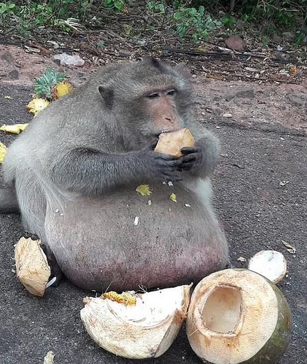 Những con vật &lsquo;đ&ocirc; con&rsquo; nhất thế giới- Ảnh 2.