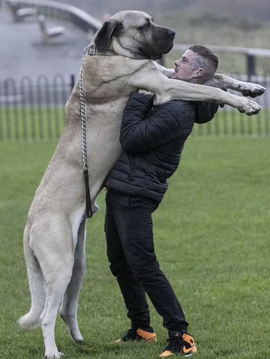 Những con vật &lsquo;đ&ocirc; con&rsquo; nhất thế giới- Ảnh 4.