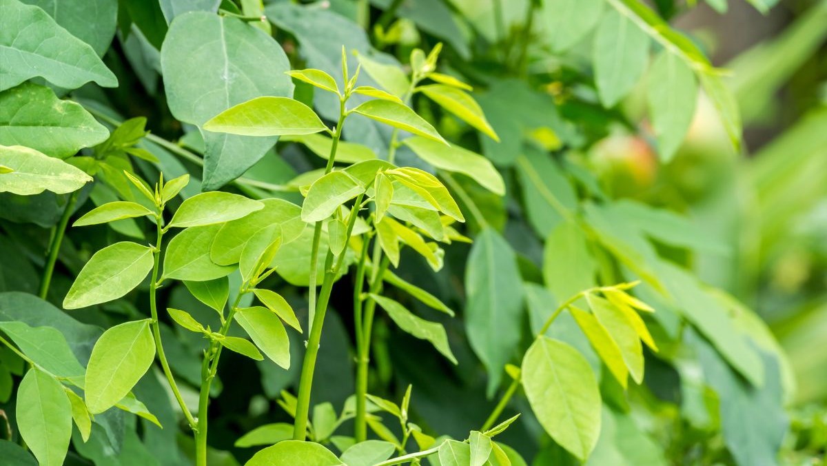 Loại rau bình dân mùa hè nhiều vitamin C hơn cam, hạ đường huyết hiệu quả, lợi tiêu hóa, sáng mắt: Sẵn ở chợ Việt- Ảnh 1. Loại rau bình dân mùa hè nhiều vitamin C hơn cam, hạ đường huyết hiệu quả, lợi tiêu hóa, sáng mắt: Sẵn ở chợ Việt- Ảnh 1.