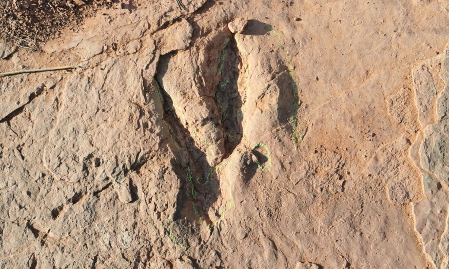 Discovering the world's largest dinosaur footprint in China - Photo 1.