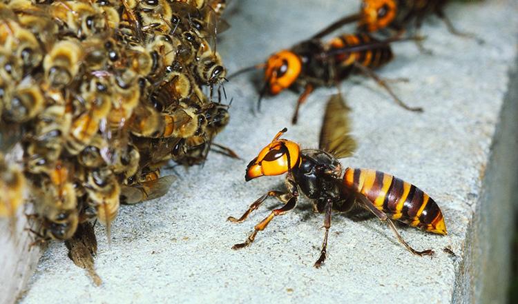 Ong bắp cày vô đối cỡ nào khi chỉ cần 30 con cũng đủ để 'dọn sạch' 30.000 ong mật chỉ trong 3 giờ?- Ảnh 5.