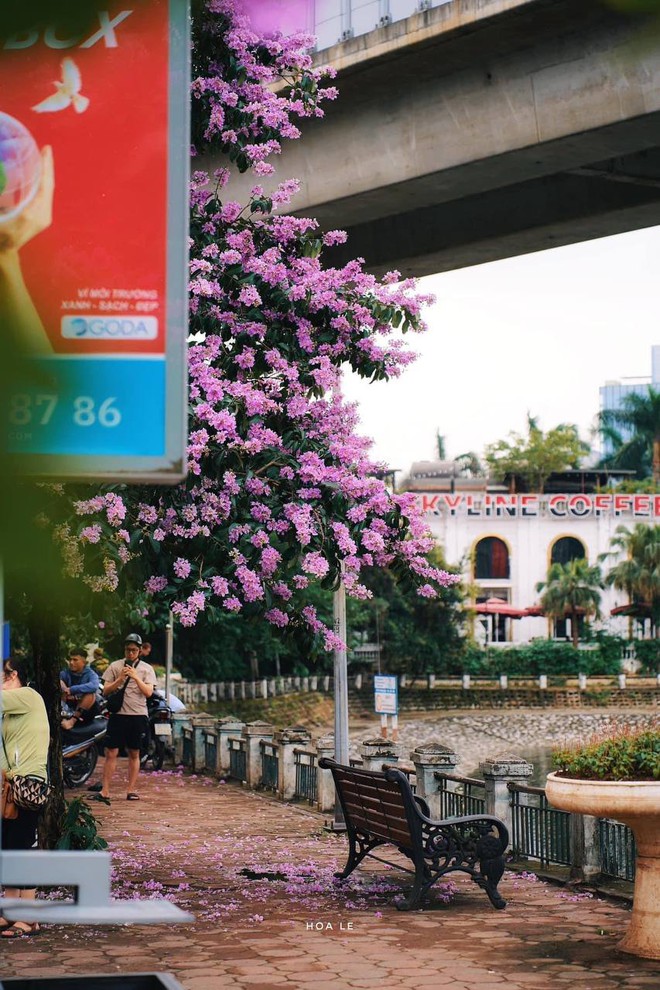 Loài hoa “tuyệt phẩm” mùa hè đã nhuộm tím cả Hà Nội, giới trẻ thi nhau check-in rồi sao bạn còn chưa đi?- Ảnh 17.