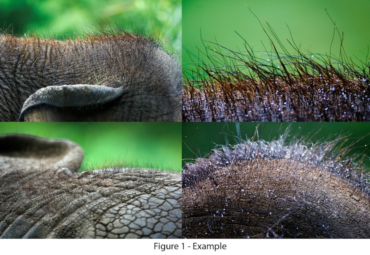 Tại sao voi châu Á khi còn nhỏ lại có lông dài? Về mặt di truyền, chúng có gần với voi ma mút hơn không?- Ảnh 1.