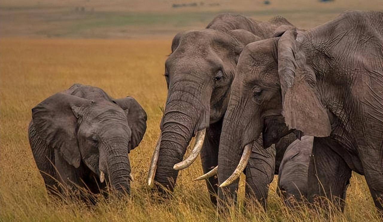 Tại sao voi châu Á khi còn nhỏ lại có lông dài? Về mặt di truyền, chúng có gần với voi ma mút hơn không?- Ảnh 5.