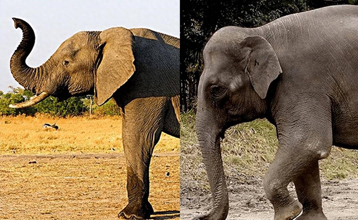 Tại sao voi châu Á khi còn nhỏ lại có lông dài? Về mặt di truyền, chúng có gần với voi ma mút hơn không?- Ảnh 2.