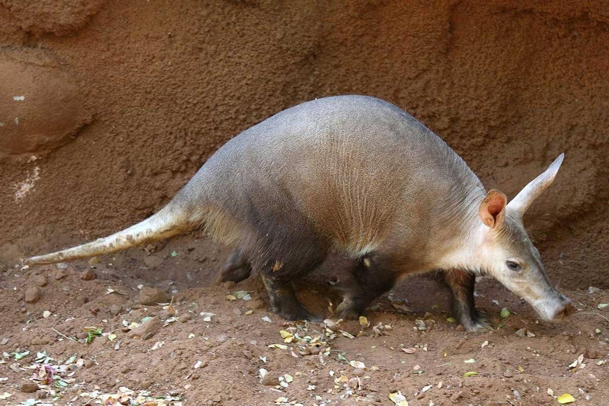 Lợn đất: Loài động vật kỳ lạ có tai thỏ và thân to, trông giống lợn nhưng không phải lợn- Ảnh 2.